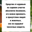 Средство от муравьев на садовом участке 100 грамм, натуральный состав