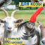 Чесалка для козы Exmork, 5 спиралей, двусторонняя, нержавеющая сталь, для чистки шкур