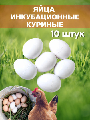Яйца инкубационные куриные 10 штук