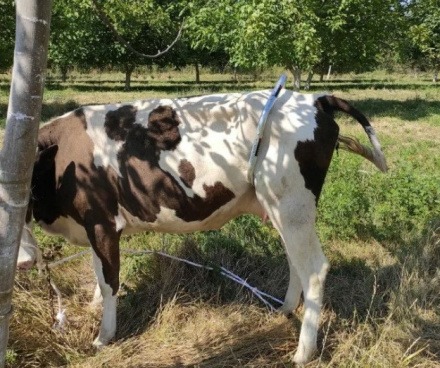 Антибрык оцинкованный для коров и крс (1 штука) стальной, раздвижной разборный из стальной тубы