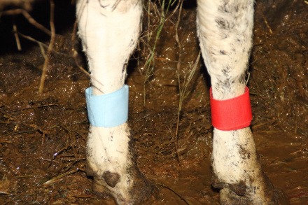 Опознавательная ножная повязка для маркировки коров, лошадей, оленей оранжевая 300х25мм.